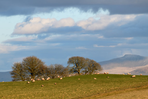 powys