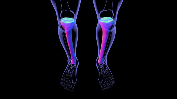 tibia