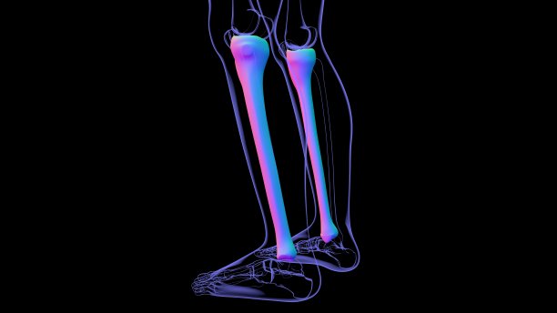 tibia