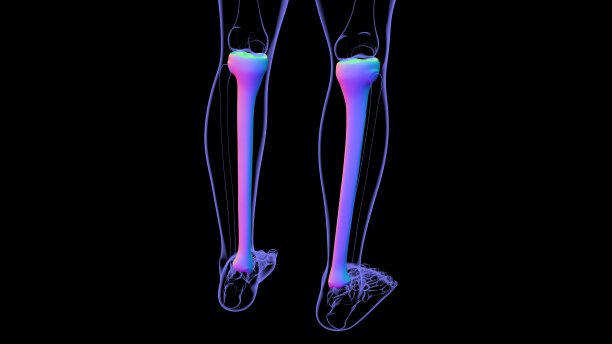 tibia