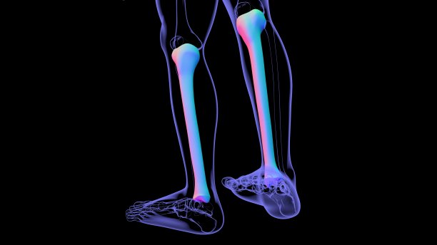 tibia