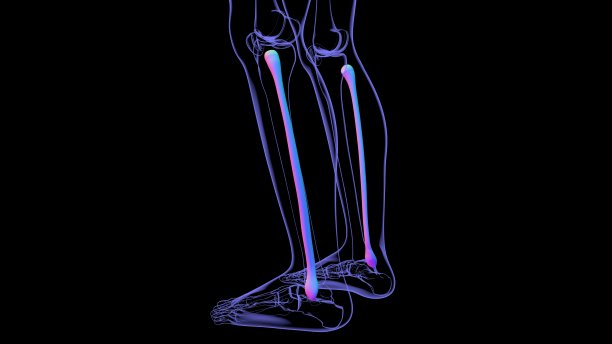tibia