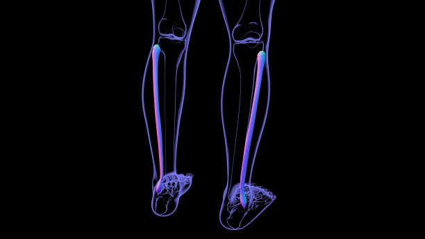 tibia