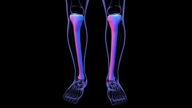tibia
