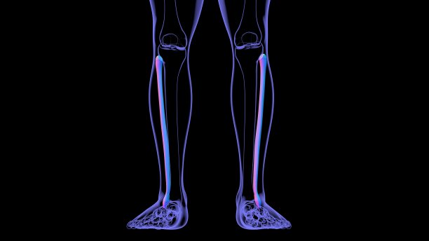 tibia
