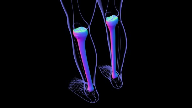 tibia