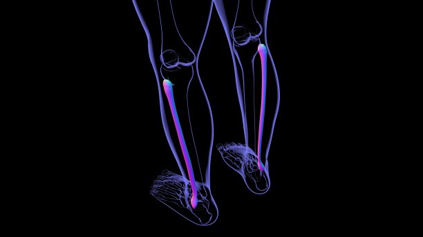 tibia