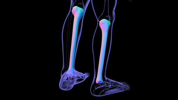tibia