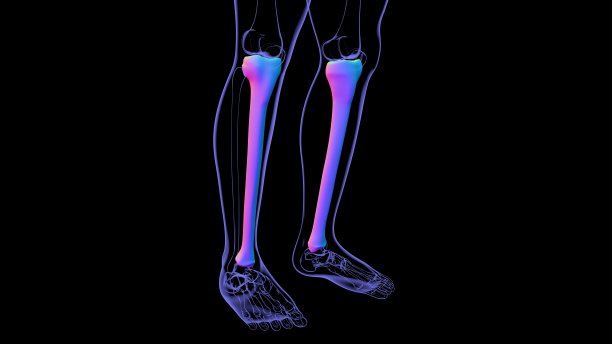 tibia