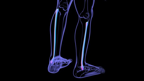 tibia