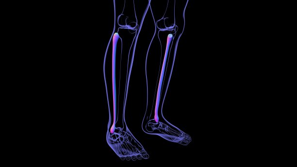 tibia