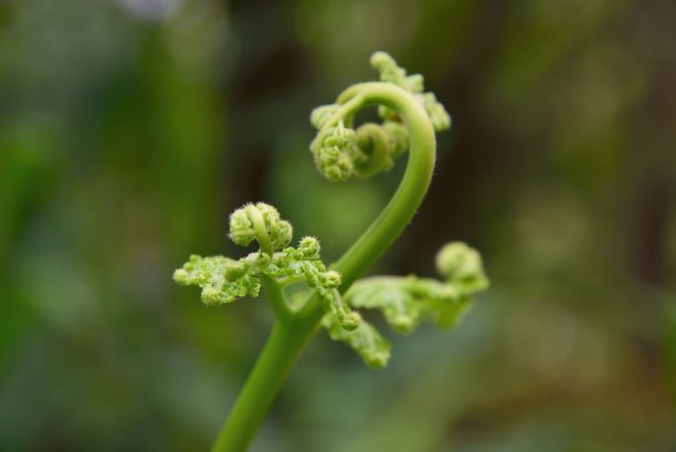 fiddlehead
