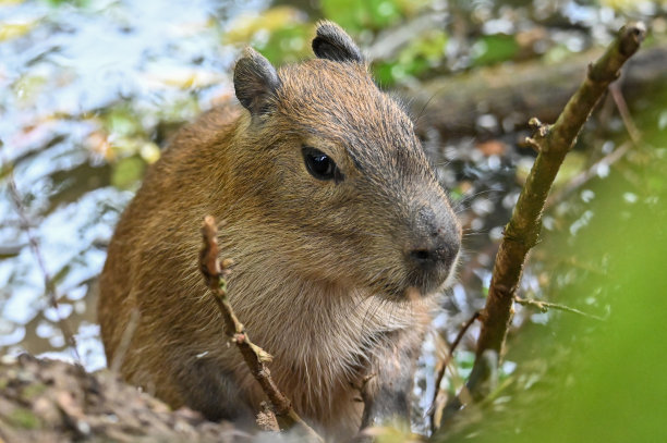capybara