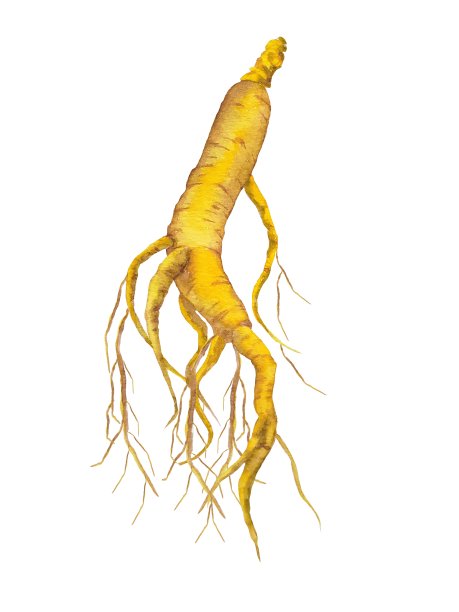 人参中药材插画