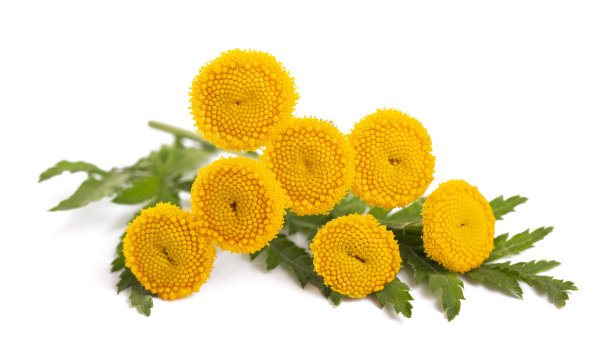 tanacetum