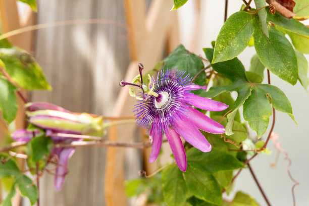 passiflora