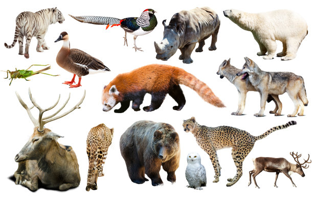zoology