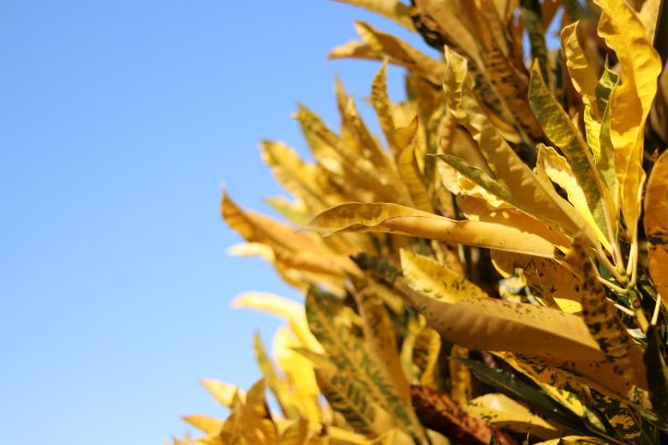 codiaeum