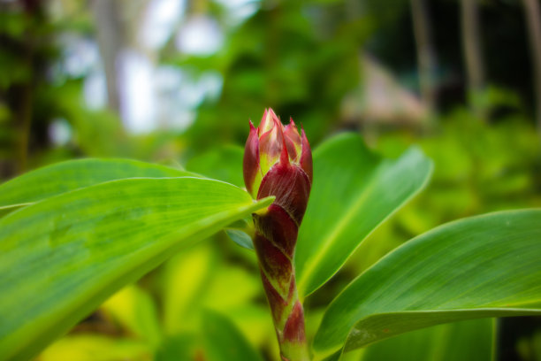 costus