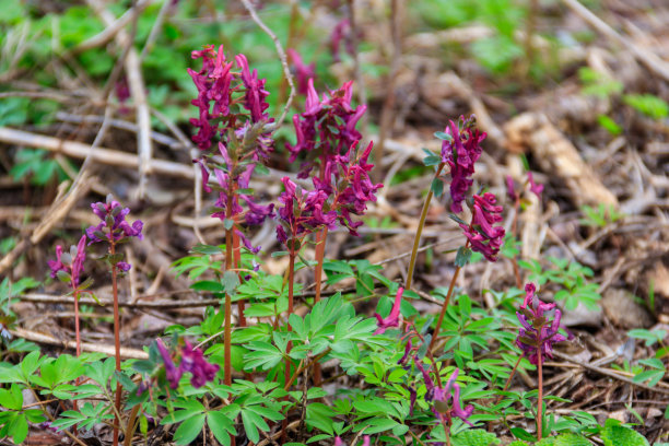 corydalis