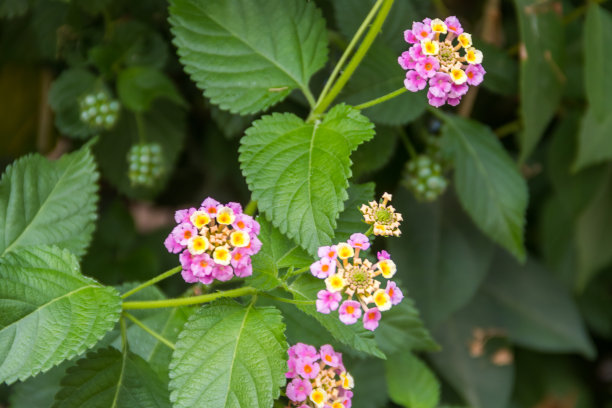 lantana