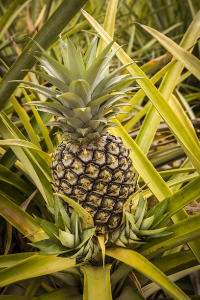 kauai