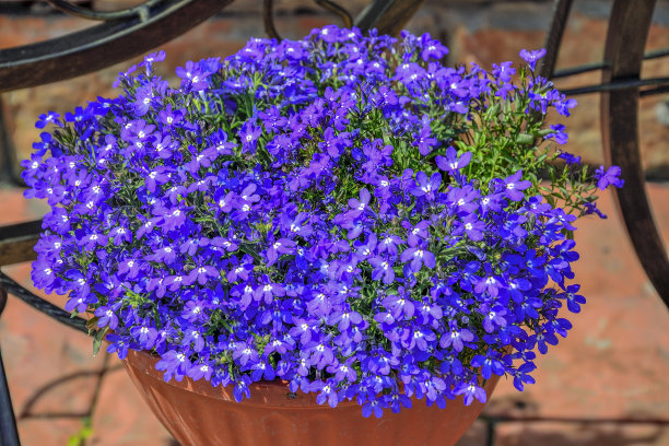 lobelia