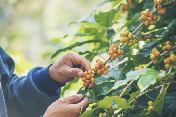 采摘咖啡豆