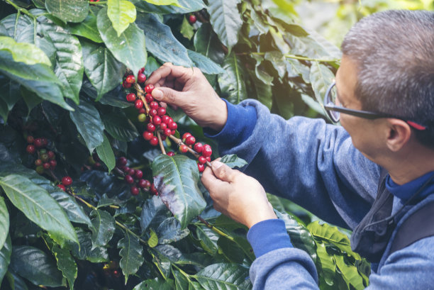 采摘咖啡豆