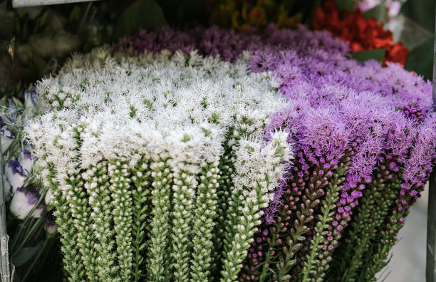 liatris