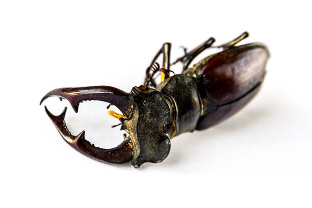 arthropod