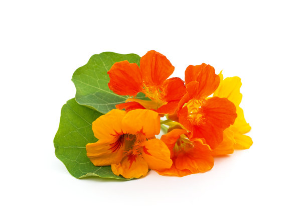 nasturtium