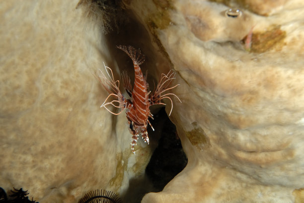pterois