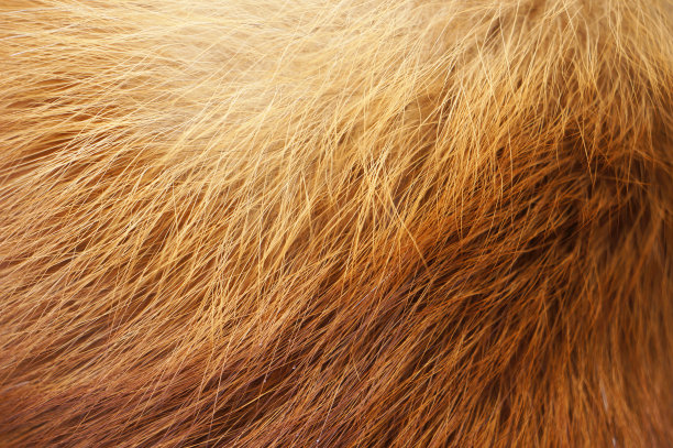 hairs