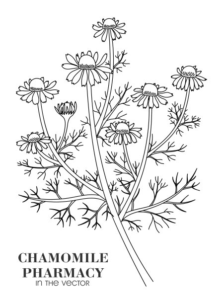 camomiles