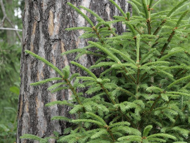 spruce