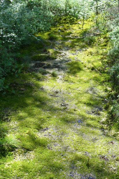 fen