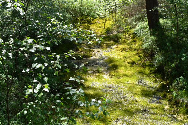 fen