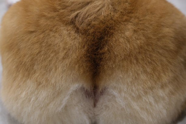 rear