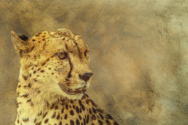 豹子动物油画