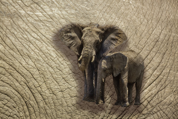 pachyderm