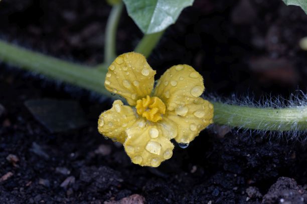 pollination