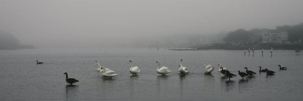 雾中海面上的一群天鹅