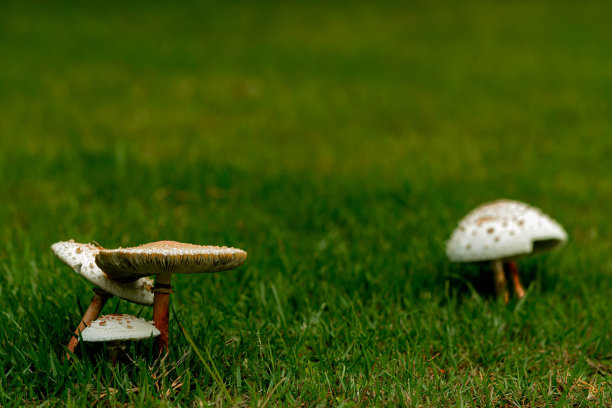 agaric