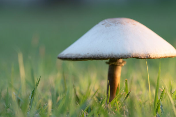 agaric