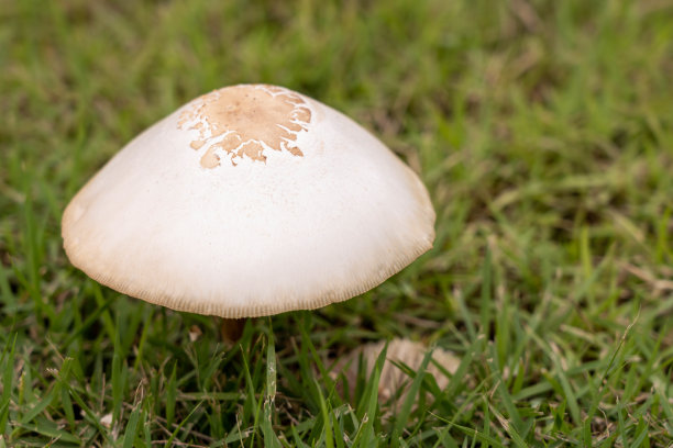agaric