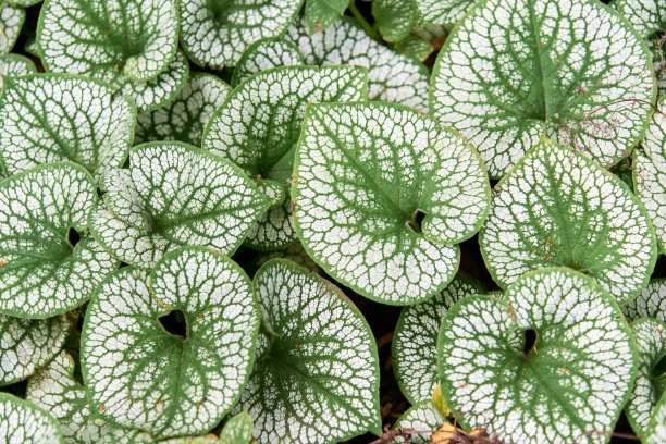 brunnera