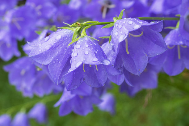 hyacinthoides
