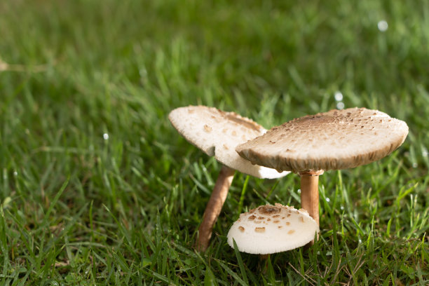agaric
