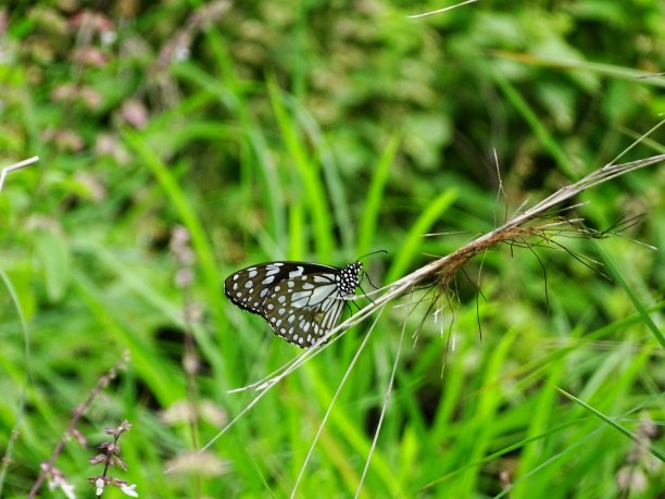 danaus